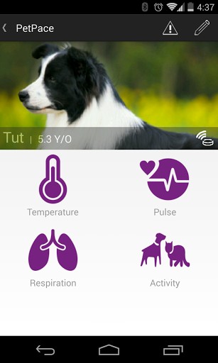 Den Energieverbrauch und die Vitalwerte des Hundes via Android-App überwachen. (Foto: PetPace)